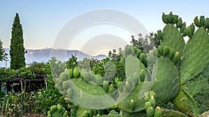 Cactus grow near road, Turkey