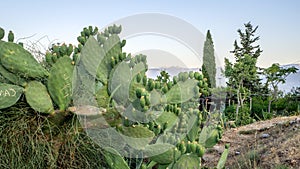 Cactus grow near road, Turkey