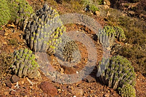 Cactus growing in the desert