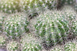 Cactus growing in the garden with sunlight.