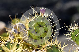 Cactus growing on the island of Lanzarote, Canary Islands