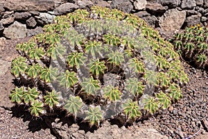 Cactus growing in Los Palmitos, Gran Canaria, Spain on March 8, 2022