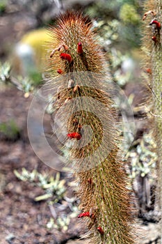 Cactus growing in Los Palmitos, Gran Canaria, Spain on March 8, 2022