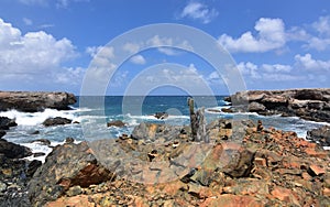 Cactus Growing Out of a Rock on Aruba`s Eastern Shoreline