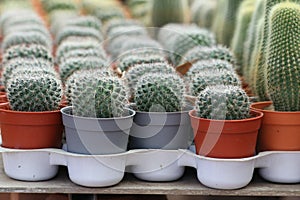Cactus growing in pots