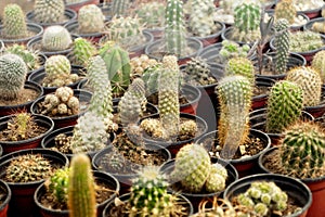 cactus growing in pots on display at a plant nursery in the desert