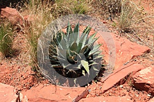 Cactus growing at Red Rock Canyon
