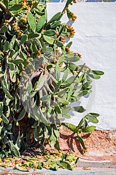Cactus growing with ripening fruits on the street of Albufeira in the the Porto de Abrigo de Albufeira, Albufeira Bay Portugal photo