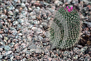 Cactus growing in the rocks in the garden on the nature,