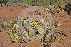 Cactus growing in the sand of a national park.