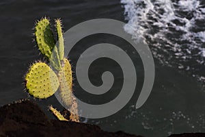 Cactus growing on the side of the cliff at honolua bay maui