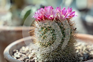 Cactus growing in a terracotta pot with pink flowers