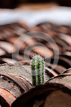 Cactus Growing on Tiled Roof