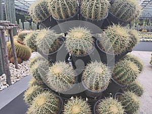 Cactus is grown in sandy soil.