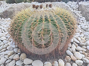 Cactus is grown in sandy soil.