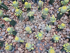 Cactus is grown in sandy soil.