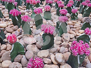 Cactus is grown in sandy soil.