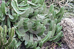 Cactus grows Bush on a rocky ornamental flower bed. The Latin name is Euphorbia resinifera photo