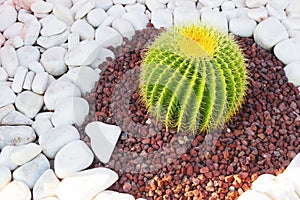 Cactus grows on white pebbles.