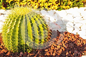 Cactus grows on white pebbles.