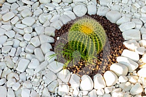 Cactus grows on white pebbles.