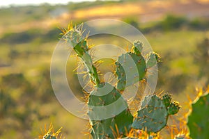 Cactus grows wild in Phan Rang in the beautiful sunshine
