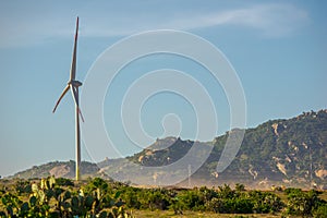 Cactus grows wild in Phan Rang in othe beautiful sunshine