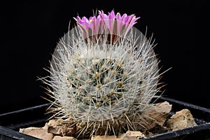 Cactus Gymnocactus booleanus with flower isolated on Black.