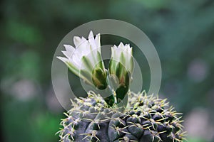 Cactus Gymnocalycium with white flowers.