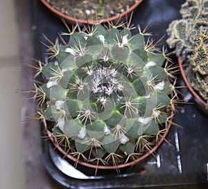 Cactus Gymnokalitsium green in a pot, top view. Selective focus. Fauna, plants