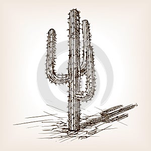 Cactus hand drawn sketch style vector