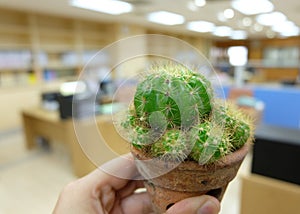 Cactus on hand in office