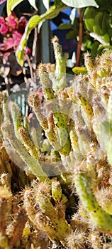 The cactus has many thorns in it to protect itself from its enemies.