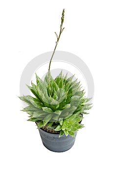 Cactus Haworthia mucronata Isolated On White Background