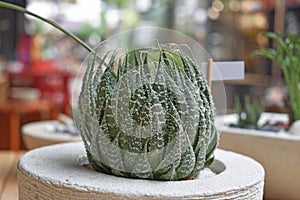 Cactus Haworthia in the white pot