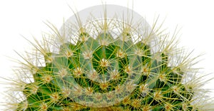 Cactus head isolated on white