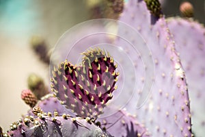 Cactus heart photo