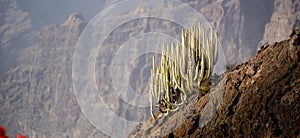 Cactus on a hill with bokeh on the background to isolate the cactus and showcase the high altitude and scale