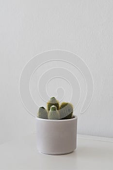 Cactus houseplant, isolated on gray white