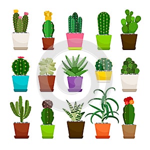 Cactus houseplants in flower pots set