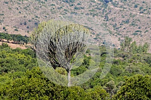 Cactus huge green big bush high like a tree