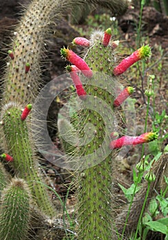 Cactus in the botanical garden of JardÃÂ­n BotÃÂ¡nico Viera y Clavijo in island of Gran Canaria photo