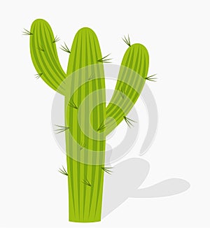 Cactus illustration