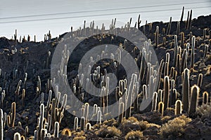 Cactus, Incahuasi island