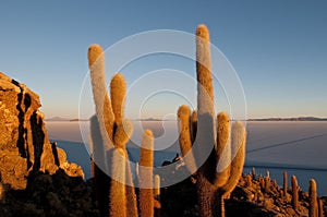 Cactus, Incahuasi Island