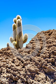 Cactus at Incahuasi Island