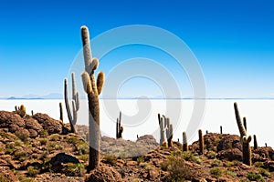 Cactus on Incahuasi island, Salar de Uyuni, Bolivia