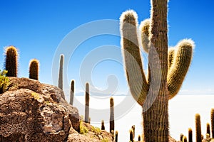 Cactus on Incahuasi island, Salar de Uyuni, Bolivia