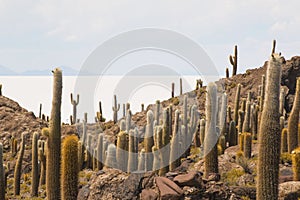Cactus on Incahuasi island, Salar de Uyuni, Bolivia photo
