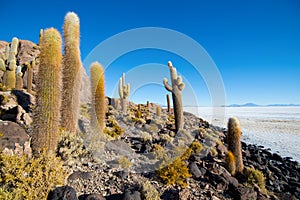 Cactus on Incahuasi island, salt flat Salar de Uyuni, Altiplano